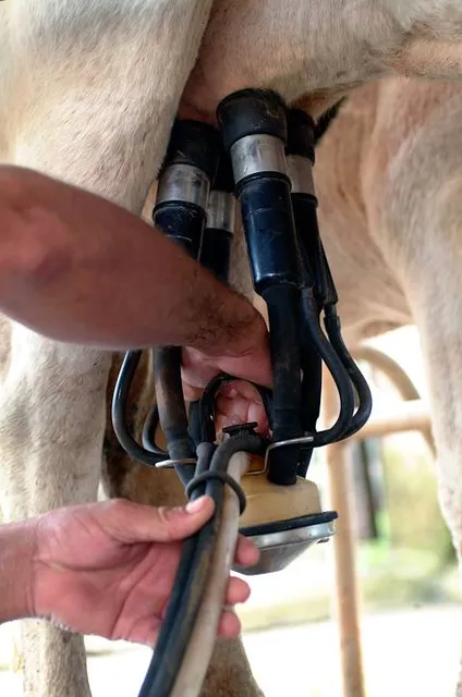 Natural History Museum Castle Bertholdsburg