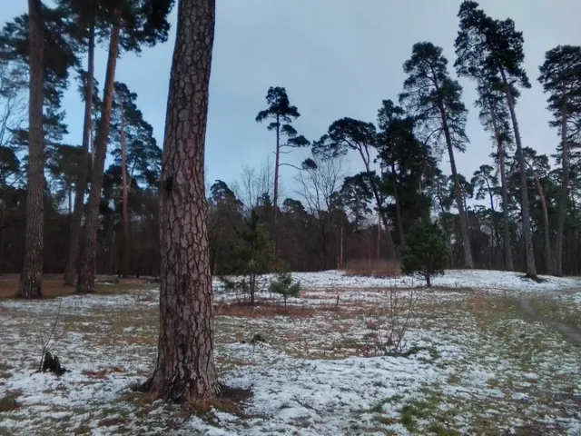 Lesopark Im. Teodora Krone