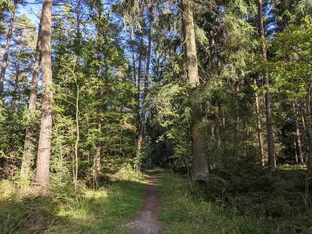 Zerzabelshofer Forst