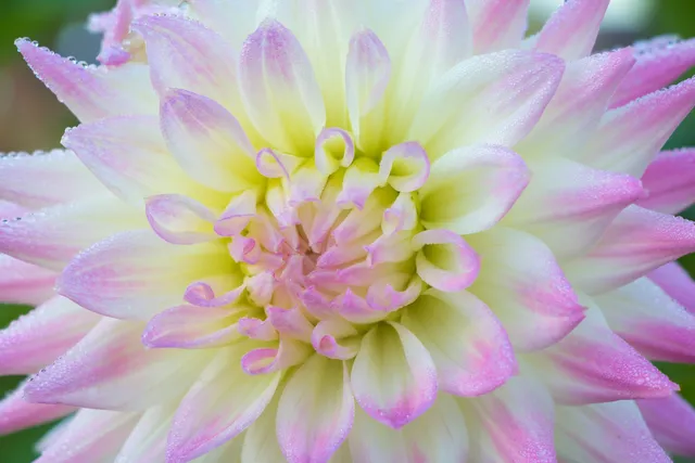 Dahlia Exhibition Lindau