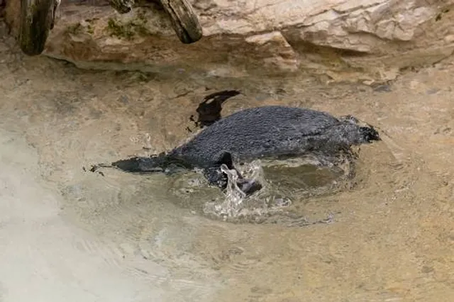 Capital Prize Gold Mine Tours