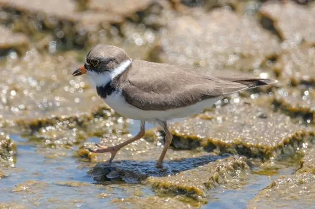 La Ferme pour Enfants