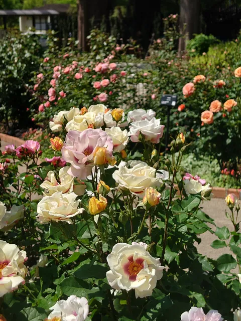Shikisaino Rose Garden