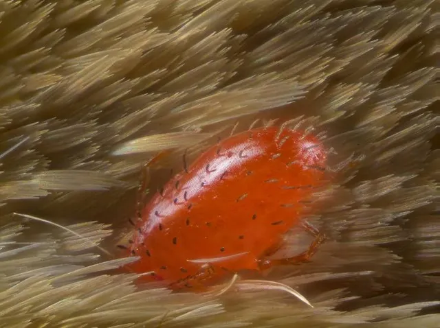Musée des beaux arts de Sherbrooke