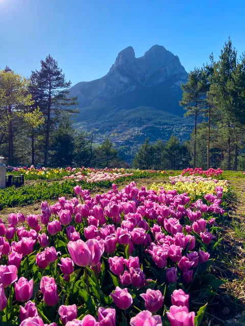 Tulipmania - Flores en Saldes, Pedraforca