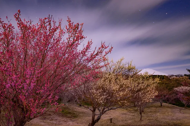 Susono City of Plum Sato