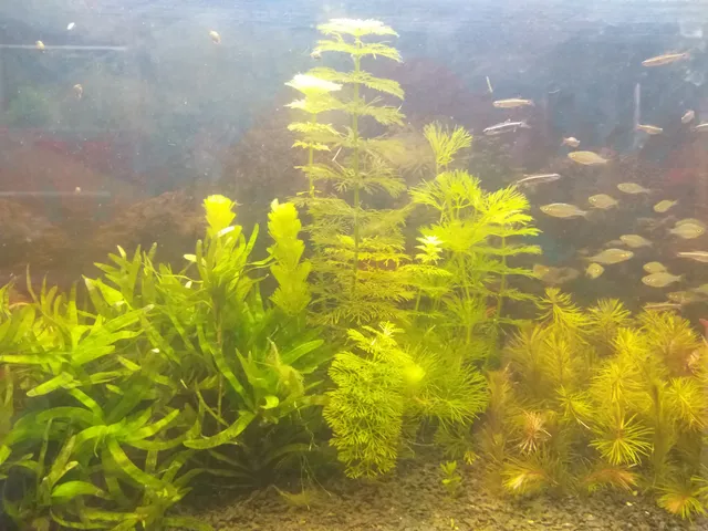 New Golden Aquarium
