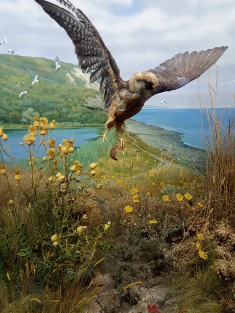 Novorossiyskiy Istoricheskiy Muzey