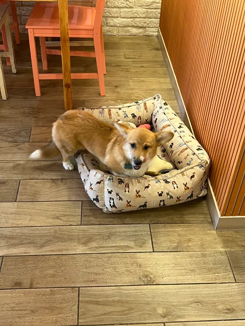 Corgi Cafe | Gràcia