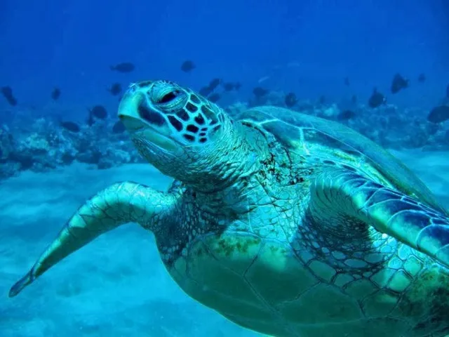 Local Girl's Guide to Maui