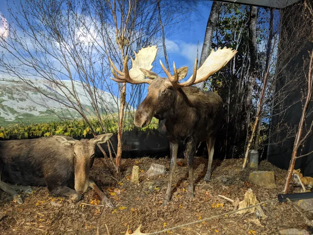 Gros Morne Wildlife Museum