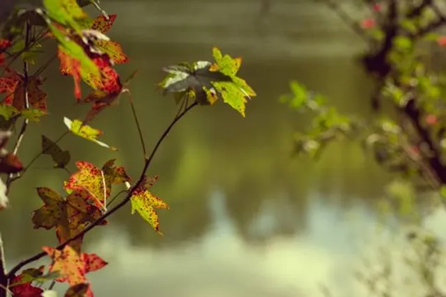 Região Geográfica Imediata de Cachoeira do Sul
