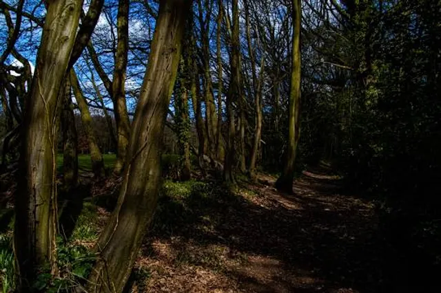 Dark Woods Adventure Park