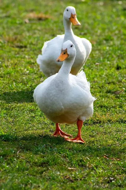 Sam Peden Community Park