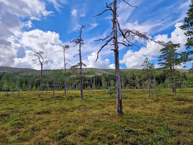 Naturum Fulufjället