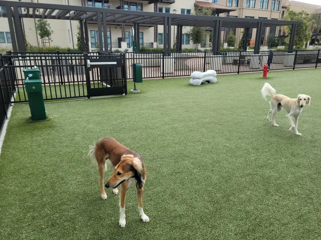 Springline - The Glade (Dog Park)