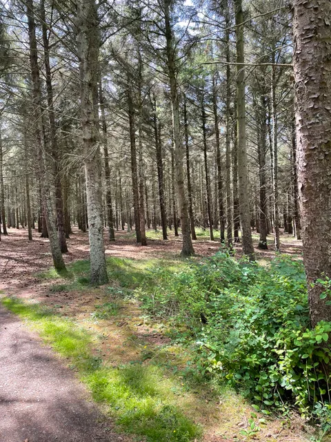 Südwäldchen Sylt/Westerland