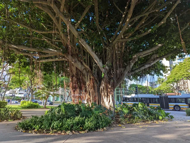 Waikiki Bird Tree