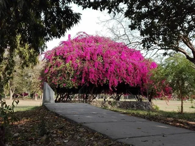 Bougainvillea Park