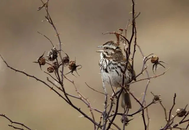 Amherst Point Bird Sanctuary