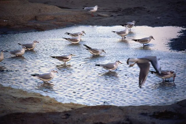 Presqu'île de Quiberon