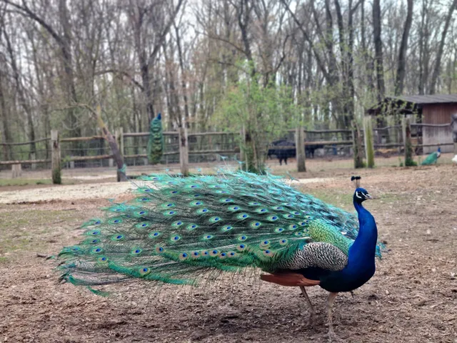 Steppentierpark Pamhagen