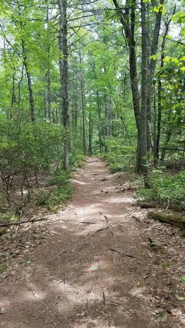 Douglas State Forest