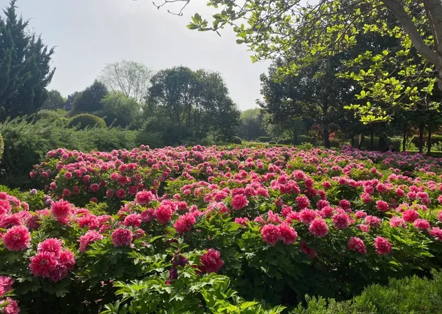 Sui-Tang Site Botanical Garden （West Gate）