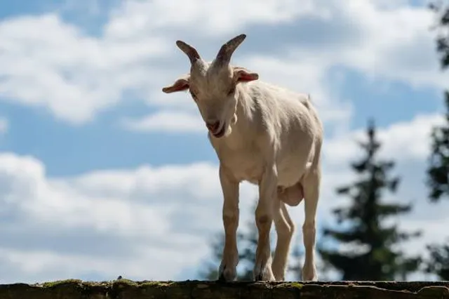 Minnetrista Museum & Gardens