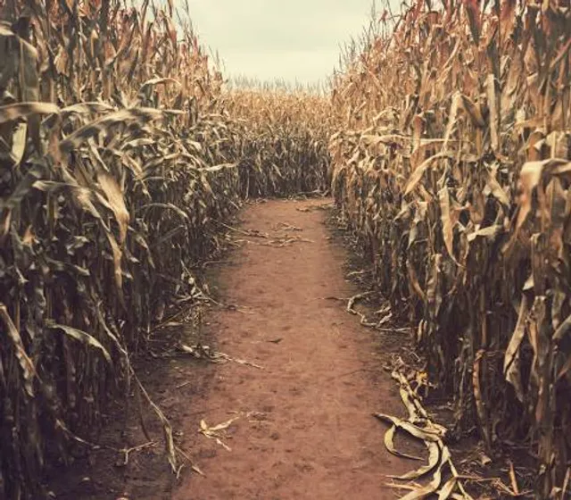 The Cornish Maize Maze and fun farm
