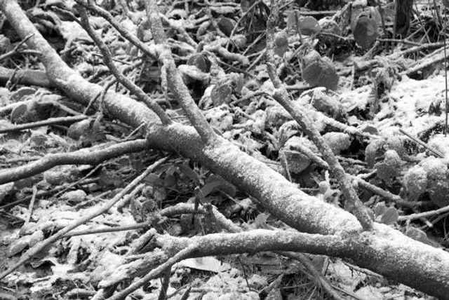 Glen Howe Park Woodland