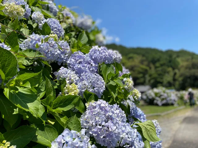 Uchizuma Hydrangea Road