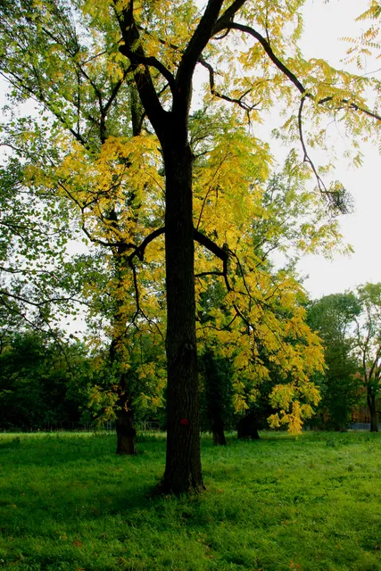 Versailles-Chèvreloup Arboretum