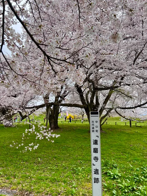 Odarumanosakura Park
