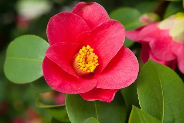 Kamelienhaus Pillnitz