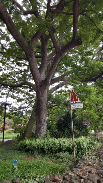 Mark Twain Monkey Pod Tree