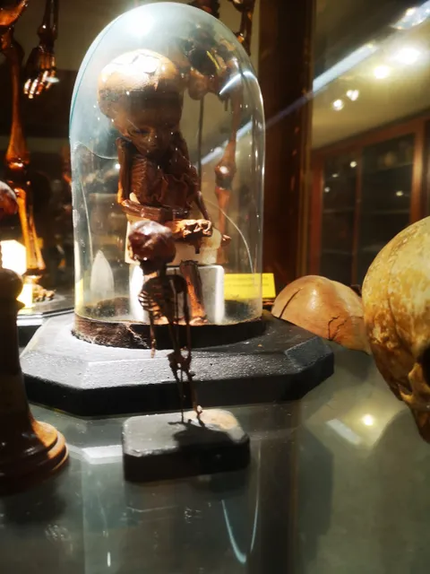 Museo del Instituto de la Anatomía Humana