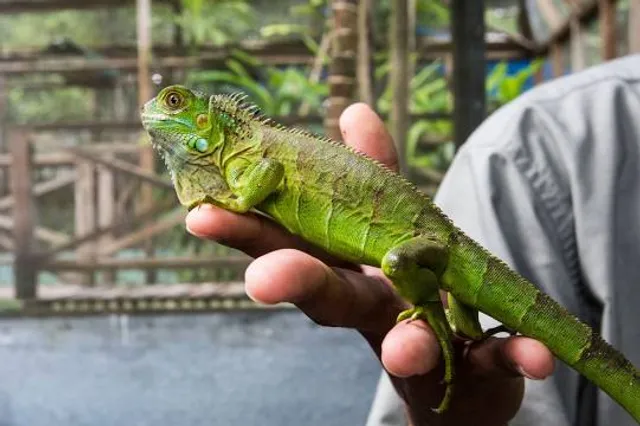Green Iguana Conservation Project