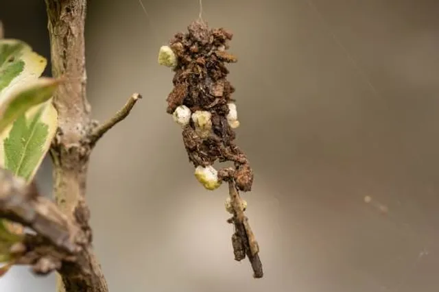 Ermita Virgen del Monte de Cazalla de la Sierra