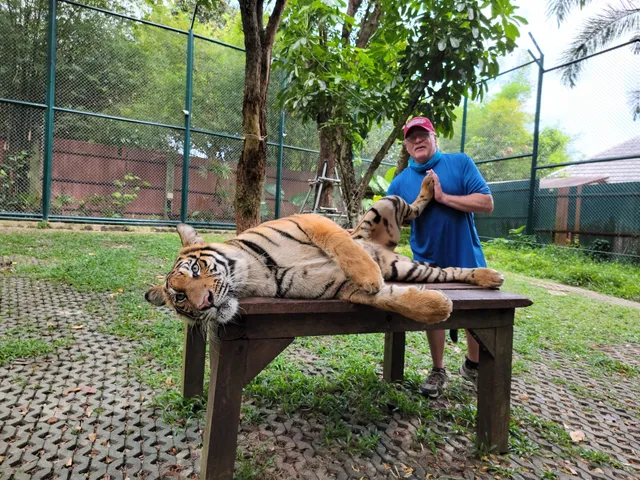 Tiger Kingdom - Phuket