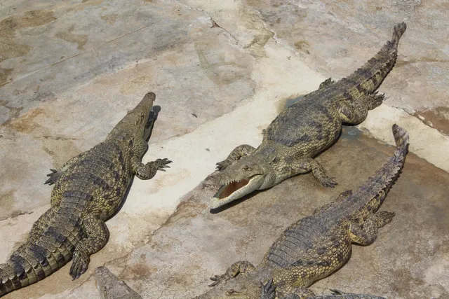 Arba Minch crocodile ranch