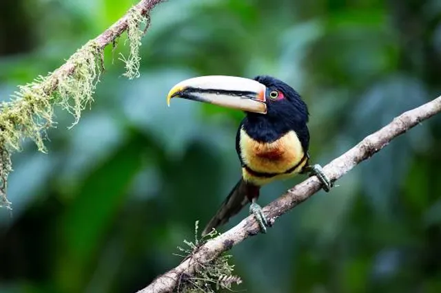Milpe Bird Sanctuary - Mindo Cloudforest Foundation