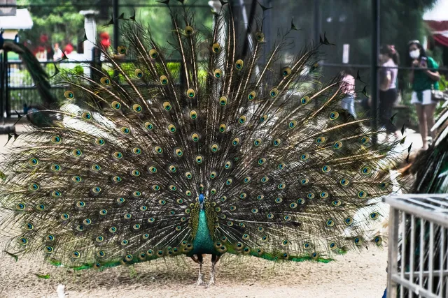 Peacock Eco Park Perai