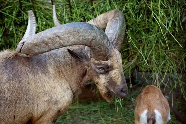 Zooparc de Trégomeur