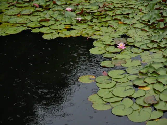 Shinodanomori-no-Kagamiike Heritage Park