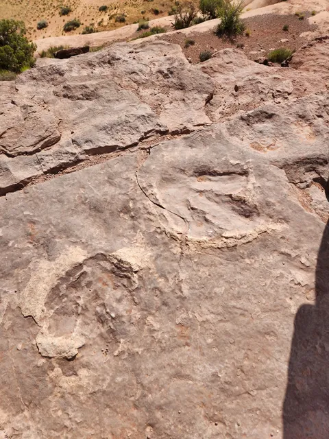Dinosaur Tracks