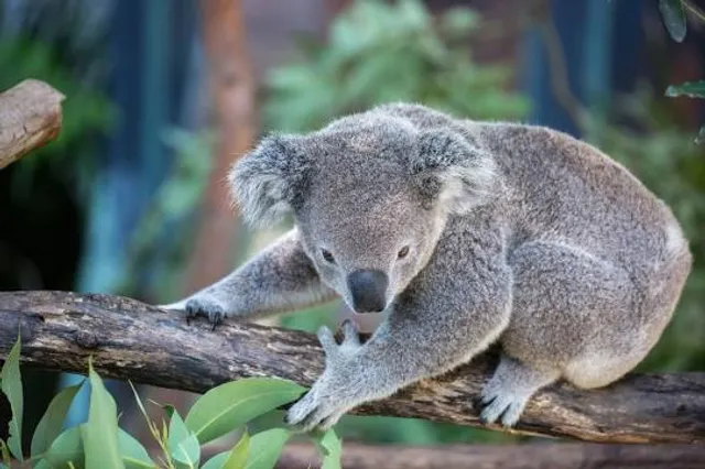 Hamilton Island Wildlife
