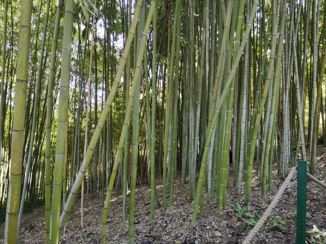 Botanical Garden of Rome