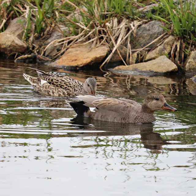 Ekeby Wetlands