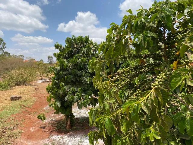Karunguru Coffee Estate